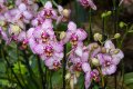 Palmengarten_Orchideenschau_17.03.2016_007