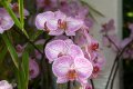 Palmengarten_Orchideenschau_17.03.2016_020