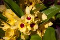 Palmengarten_Orchideenschau_17.03.2016_052