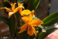 Palmengarten_Orchideenschau_17.03.2016_055