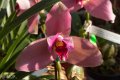Palmengarten_Orchideenschau_17.03.2016_076