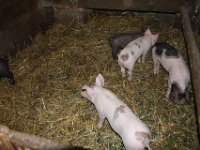 Fraenkisches Freilandmuseum Bad Windsheim 2011 147