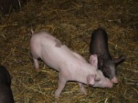 Fraenkisches Freilandmuseum Bad Windsheim 2011 148