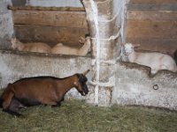 Fraenkisches Freilandmuseum Bad Windsheim 2011 178