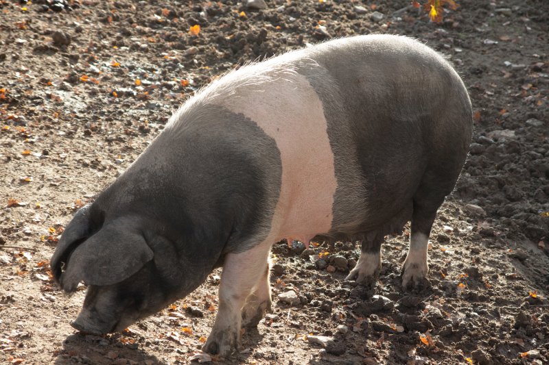 Freilichtmuseum_Hessenpark_31.10.2015_035.jpg