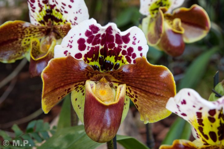 Palmengarten_Orchideenschau_17.03.2016_003.jpg
