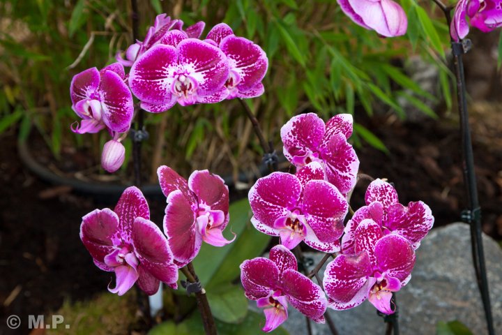 Palmengarten_Orchideenschau_17.03.2016_004.jpg