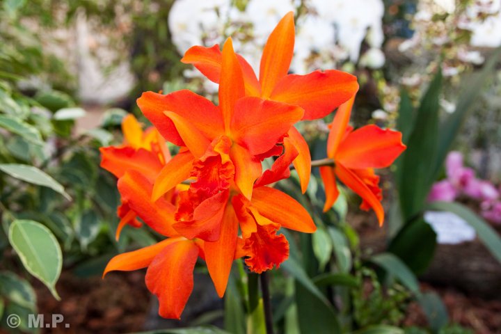 Palmengarten_Orchideenschau_17.03.2016_005.jpg