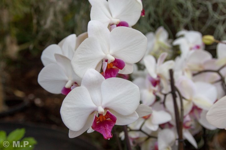Palmengarten_Orchideenschau_17.03.2016_006.jpg