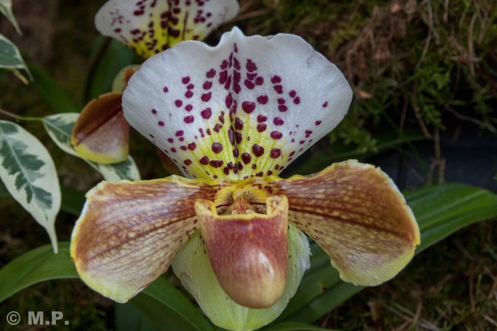 Palmengarten_Orchideenschau_17.03.2016_008.jpg