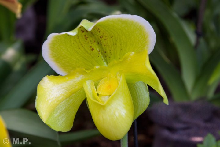 Palmengarten_Orchideenschau_17.03.2016_009.jpg