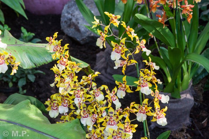 Palmengarten_Orchideenschau_17.03.2016_010.jpg
