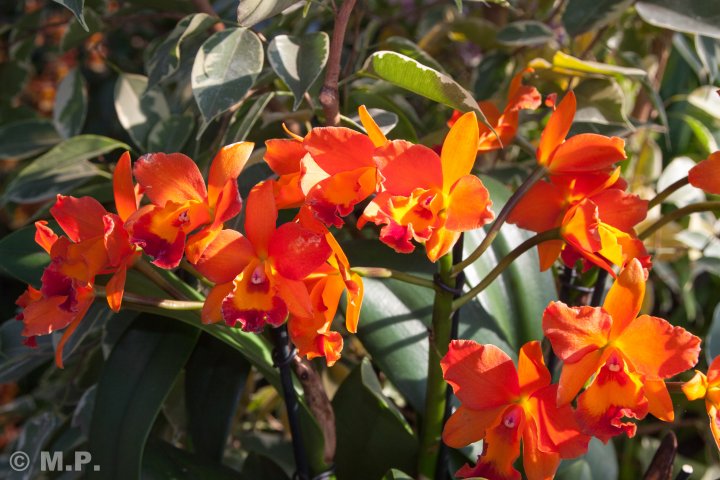 Palmengarten_Orchideenschau_17.03.2016_011.jpg