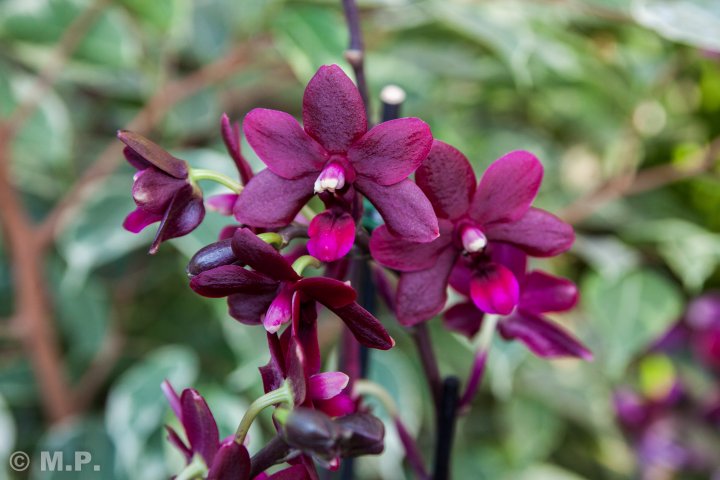 Palmengarten_Orchideenschau_17.03.2016_012.jpg