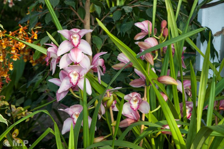 Palmengarten_Orchideenschau_17.03.2016_013.jpg