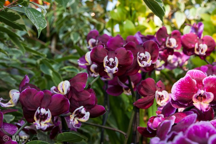 Palmengarten_Orchideenschau_17.03.2016_014.jpg