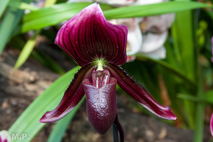Palmengarten_Orchideenschau_17.03.2016_015.jpg