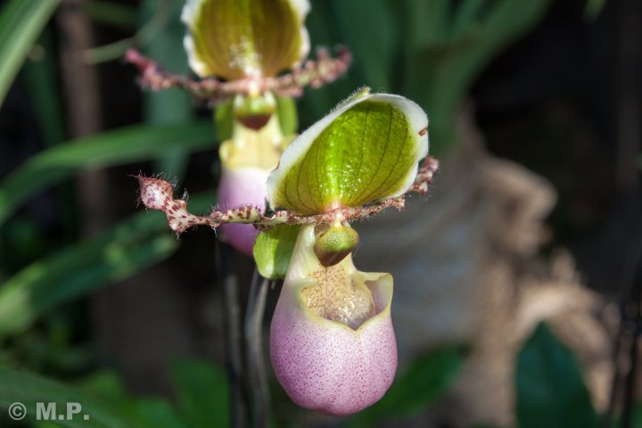 Palmengarten_Orchideenschau_17.03.2016_016.jpg