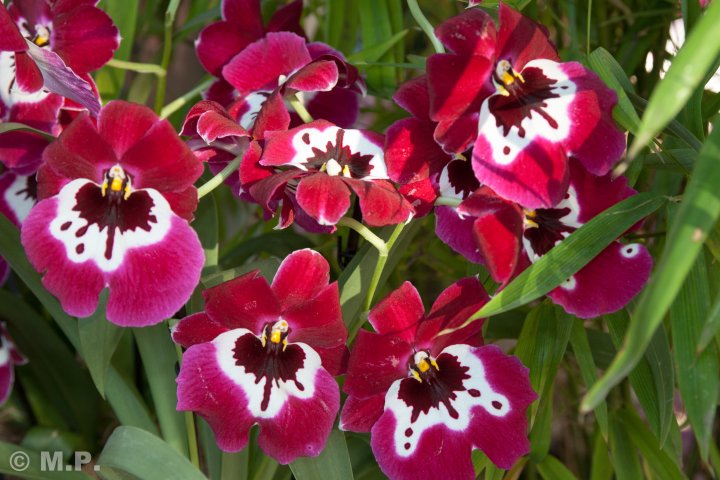 Palmengarten_Orchideenschau_17.03.2016_017.jpg