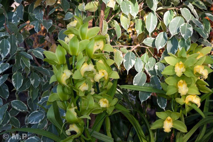 Palmengarten_Orchideenschau_17.03.2016_018.jpg