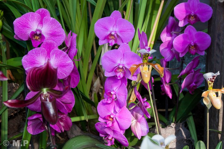 Palmengarten_Orchideenschau_17.03.2016_019.jpg