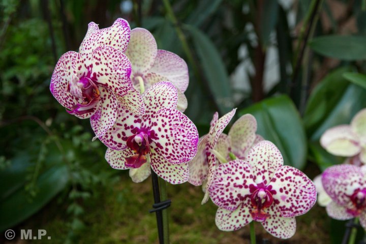 Palmengarten_Orchideenschau_17.03.2016_021.jpg