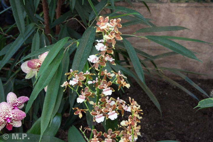 Palmengarten_Orchideenschau_17.03.2016_022.jpg