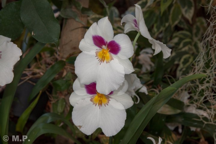 Palmengarten_Orchideenschau_17.03.2016_023.jpg