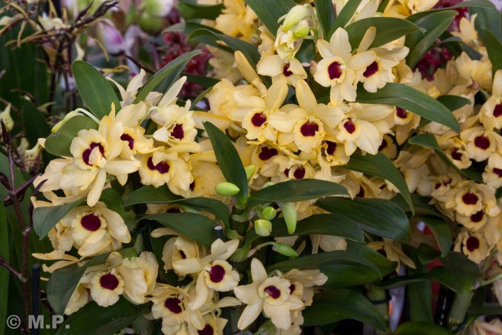 Palmengarten_Orchideenschau_17.03.2016_024.jpg