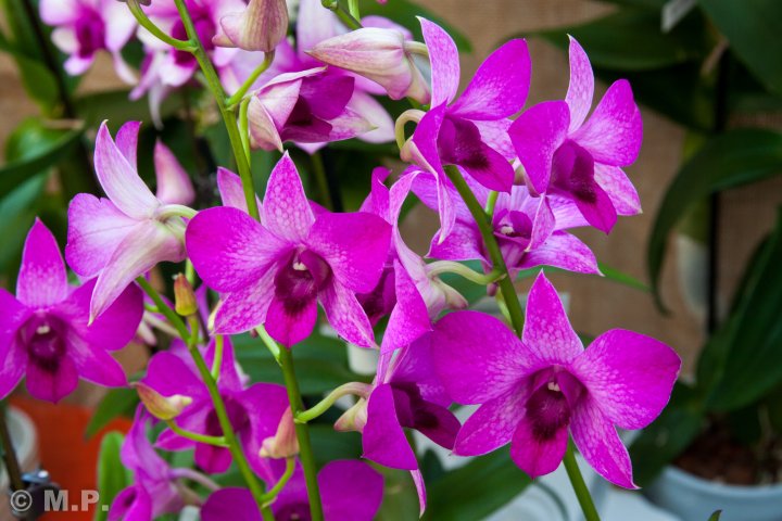 Palmengarten_Orchideenschau_17.03.2016_026.jpg