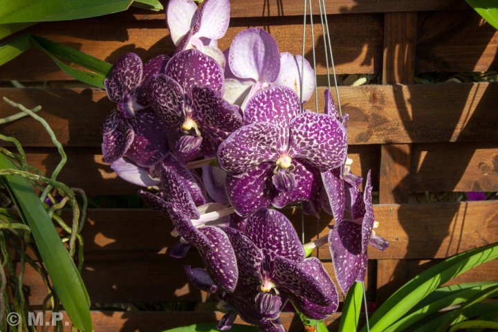 Palmengarten_Orchideenschau_17.03.2016_027.jpg