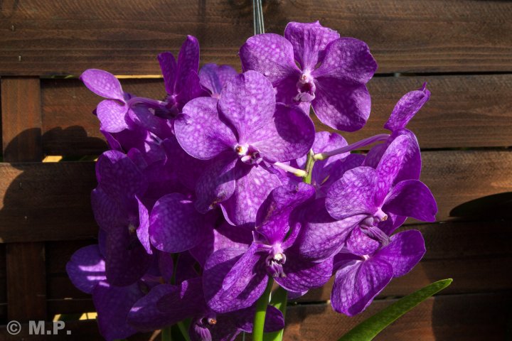 Palmengarten_Orchideenschau_17.03.2016_028.jpg