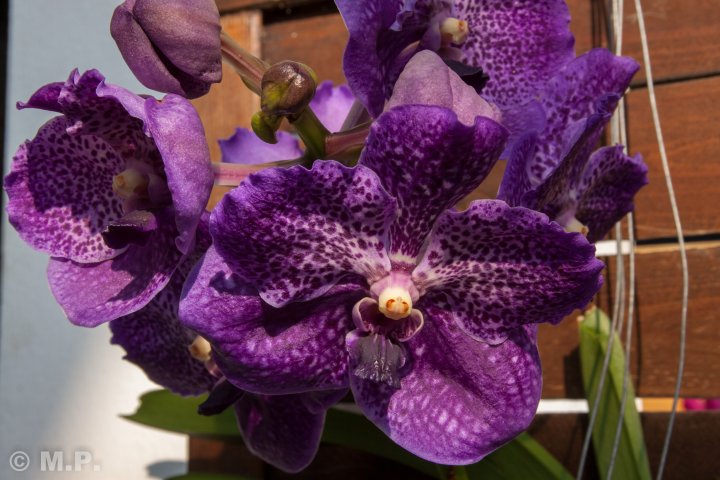 Palmengarten_Orchideenschau_17.03.2016_029.jpg
