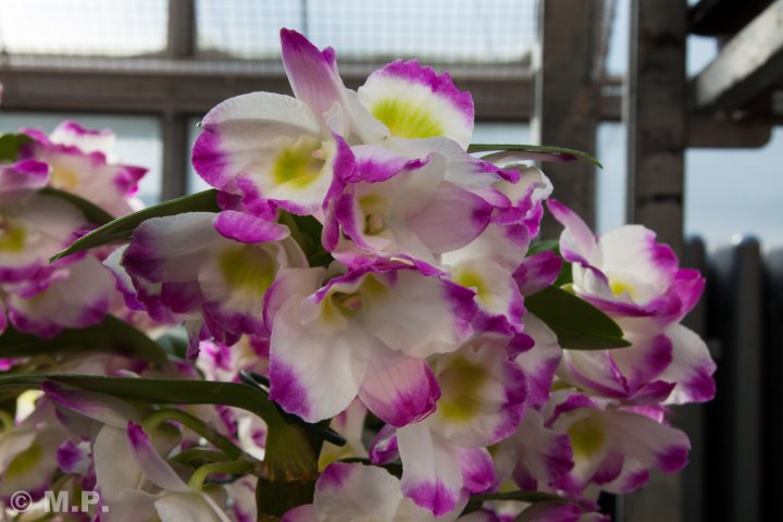 Palmengarten_Orchideenschau_17.03.2016_030.jpg