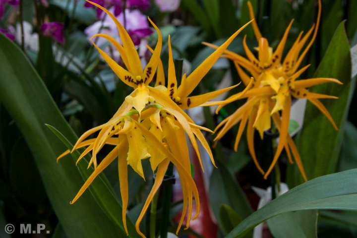 Palmengarten_Orchideenschau_17.03.2016_032.jpg
