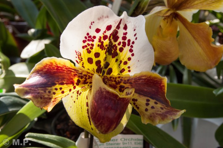 Palmengarten_Orchideenschau_17.03.2016_033.jpg