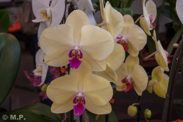 Palmengarten_Orchideenschau_17.03.2016_034.jpg