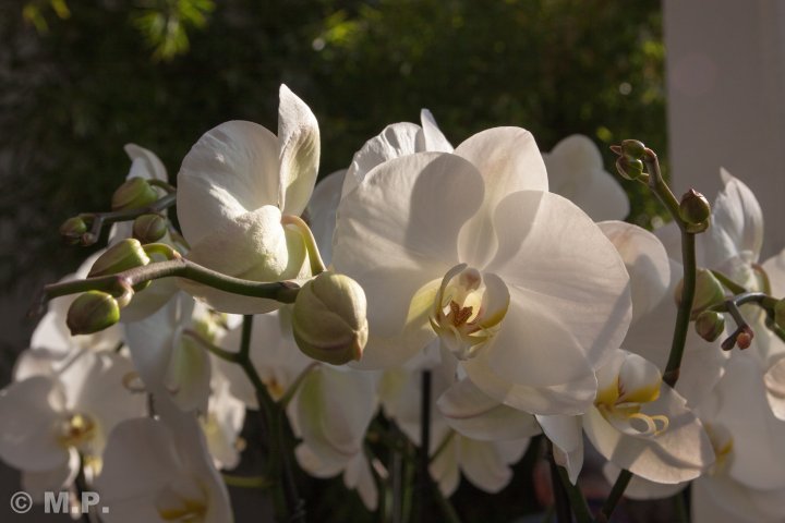Palmengarten_Orchideenschau_17.03.2016_035.jpg