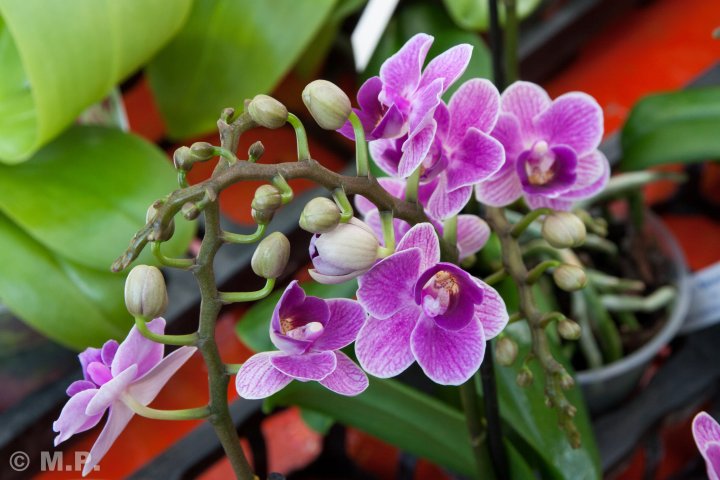 Palmengarten_Orchideenschau_17.03.2016_036.jpg