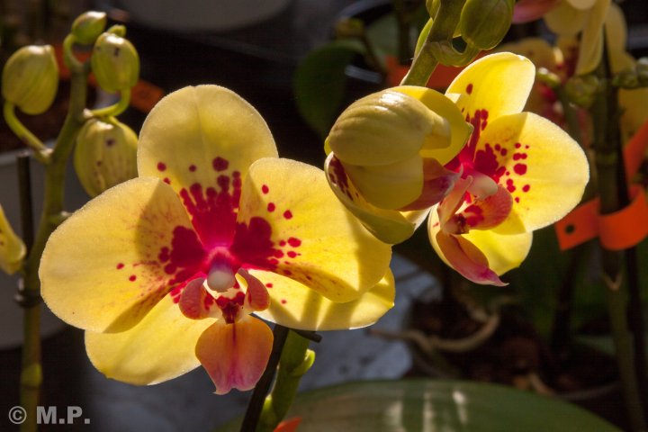 Palmengarten_Orchideenschau_17.03.2016_037.jpg