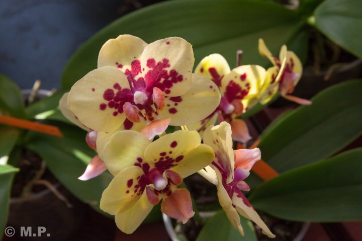 Palmengarten_Orchideenschau_17.03.2016_038.jpg
