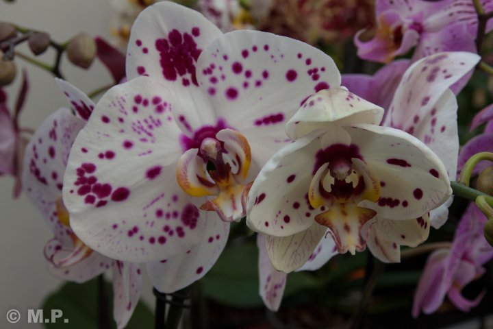 Palmengarten_Orchideenschau_17.03.2016_039.jpg