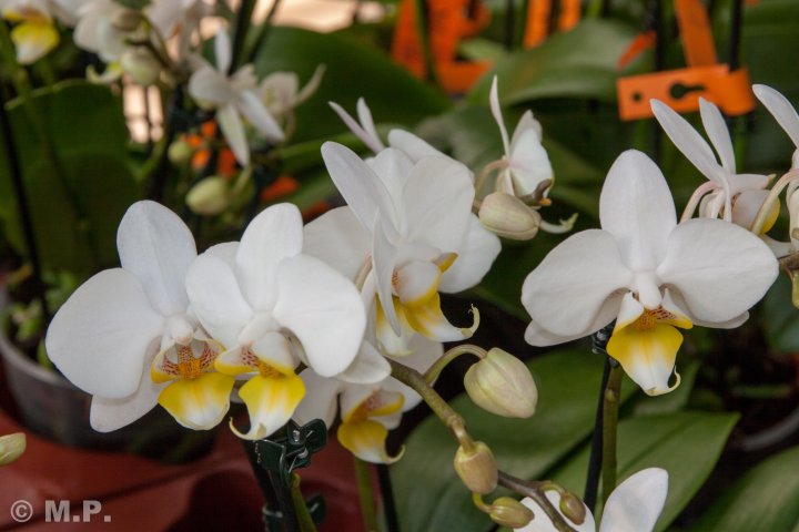 Palmengarten_Orchideenschau_17.03.2016_040.jpg