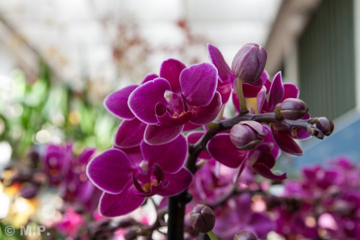 Palmengarten_Orchideenschau_17.03.2016_041.jpg
