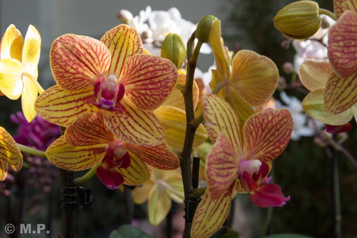 Palmengarten_Orchideenschau_17.03.2016_042.jpg