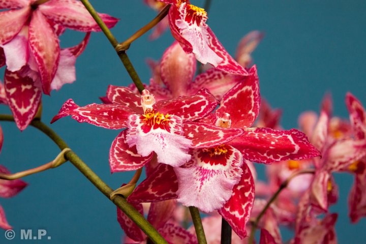 Palmengarten_Orchideenschau_17.03.2016_043.jpg