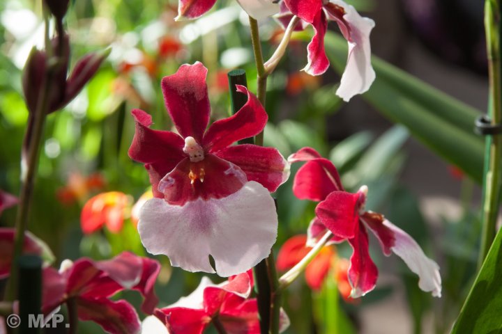 Palmengarten_Orchideenschau_17.03.2016_044.jpg