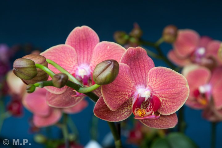 Palmengarten_Orchideenschau_17.03.2016_045.jpg