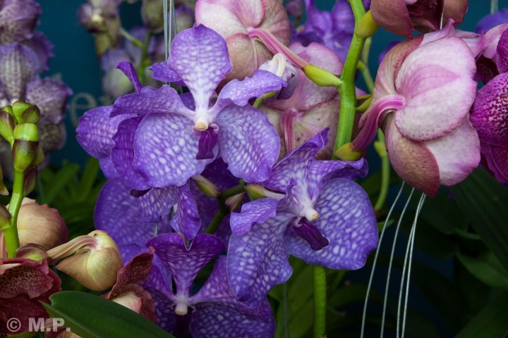 Palmengarten_Orchideenschau_17.03.2016_046.jpg