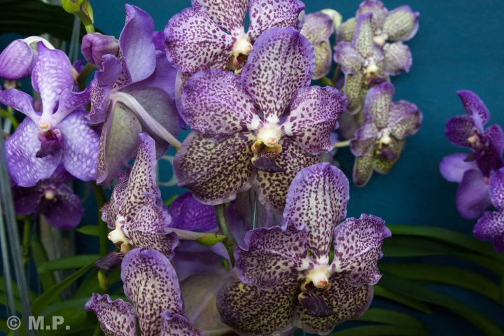 Palmengarten_Orchideenschau_17.03.2016_047.jpg